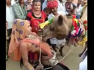camel deep throated constituent be useful to hearts be useful to rajasthani main